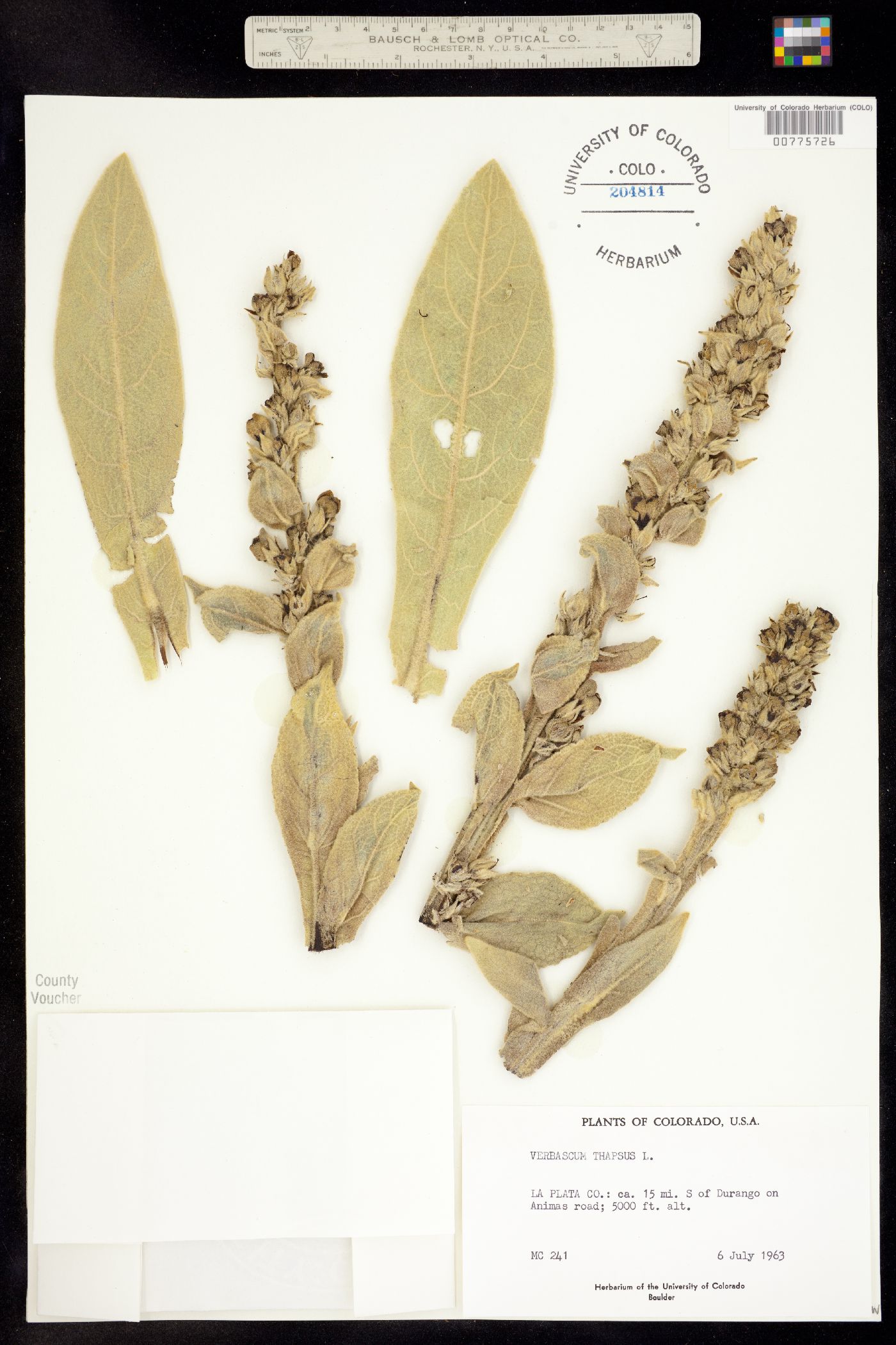 Verbascum image