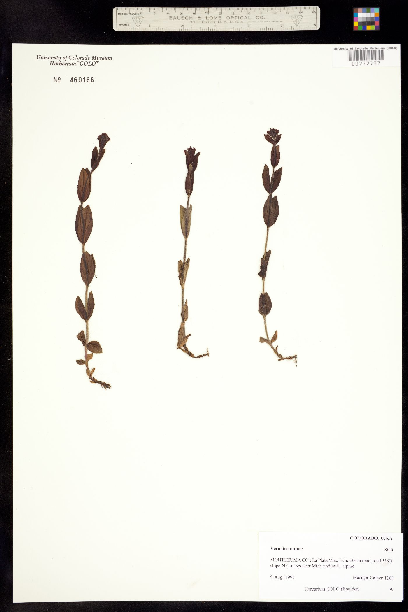 Veronica wormskjoldii ssp. nutans image