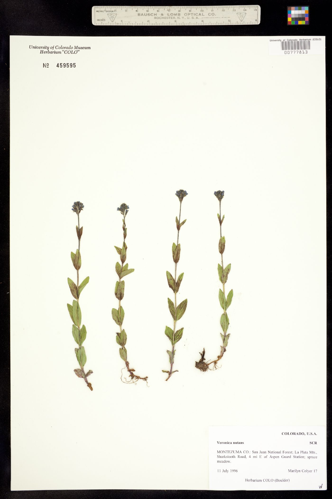 Veronica wormskjoldii ssp. nutans image