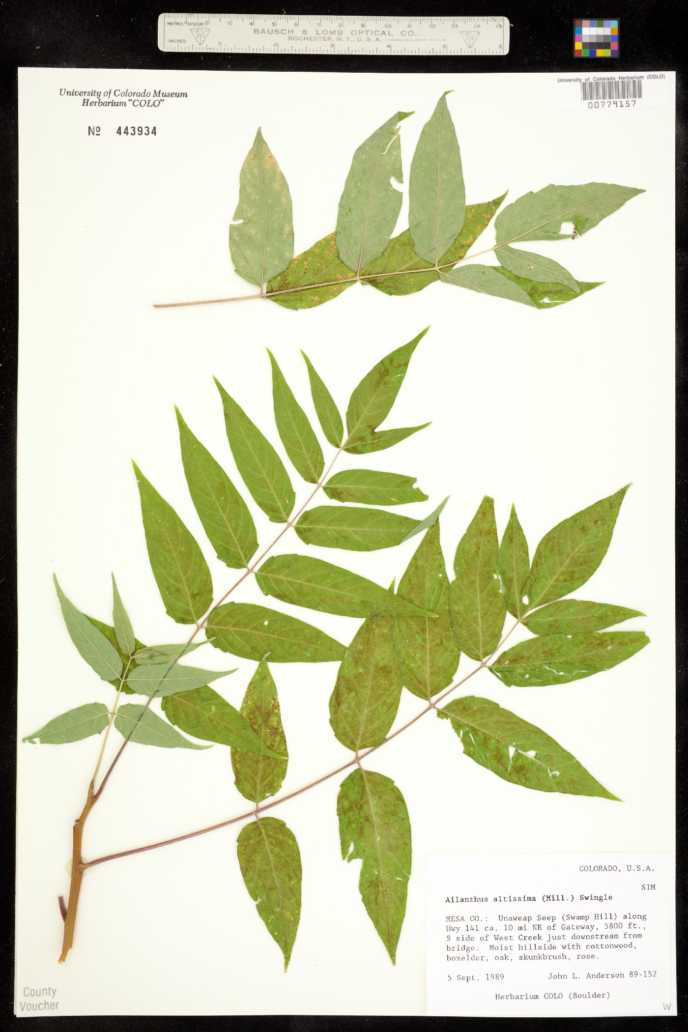 Ailanthus altissima image