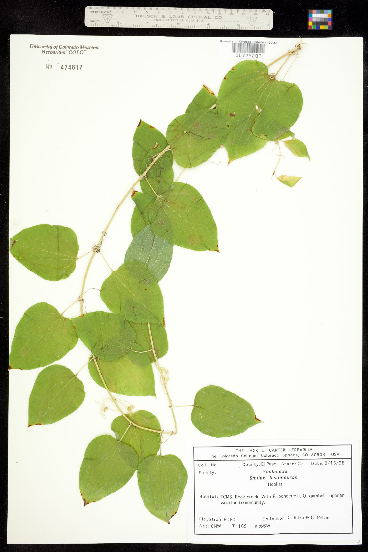 Smilax lasioneura image