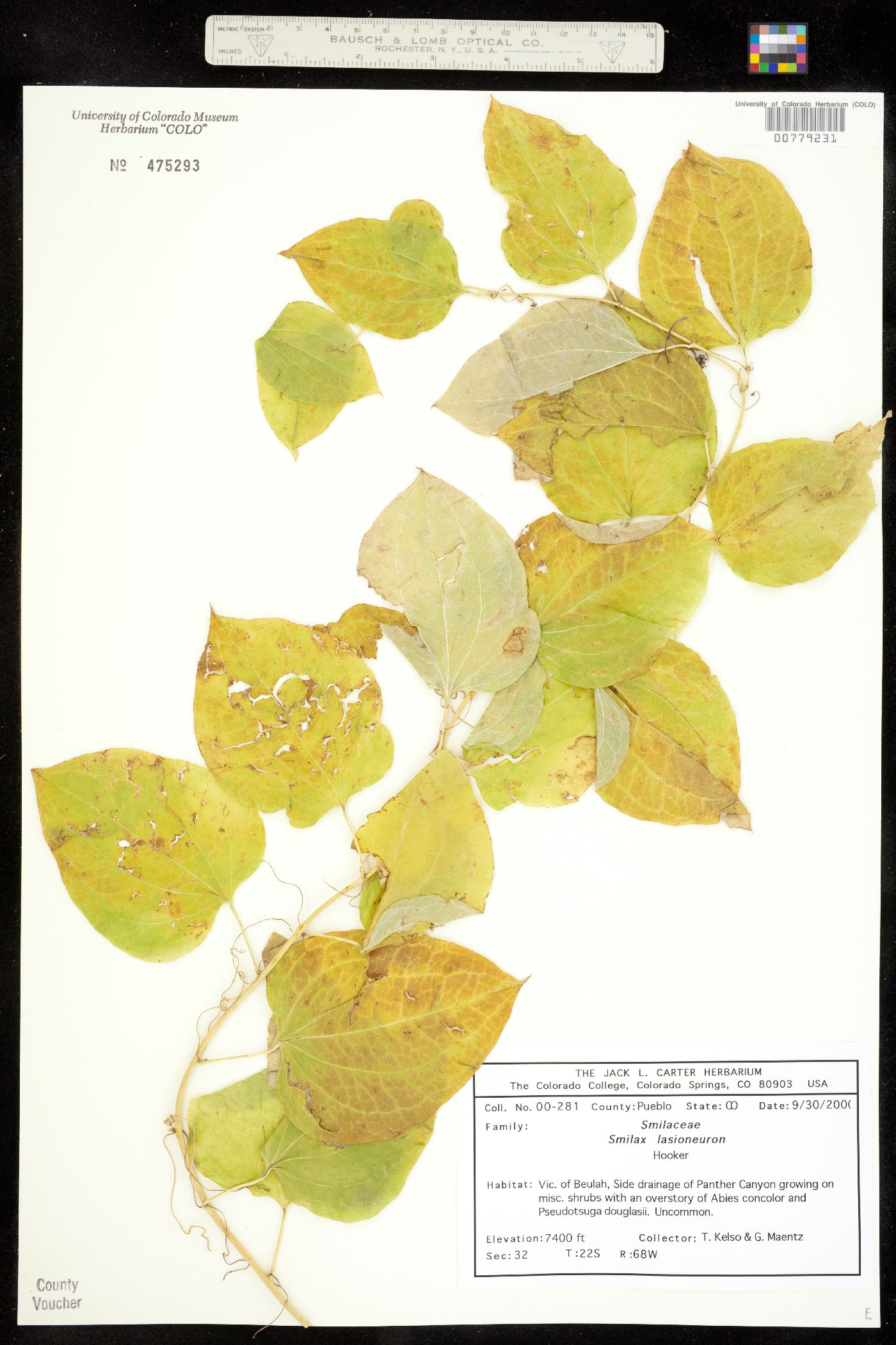 Smilax image