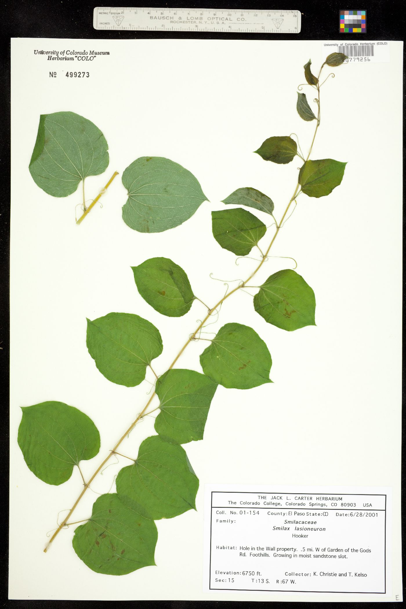 Smilax lasioneura image