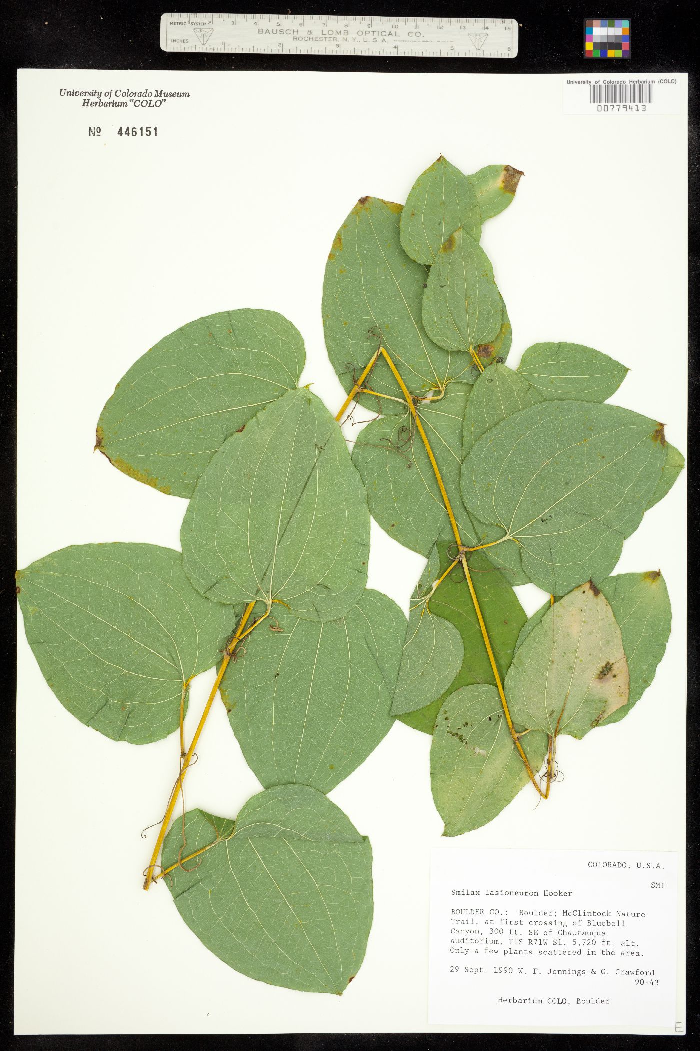 Smilax lasioneura image