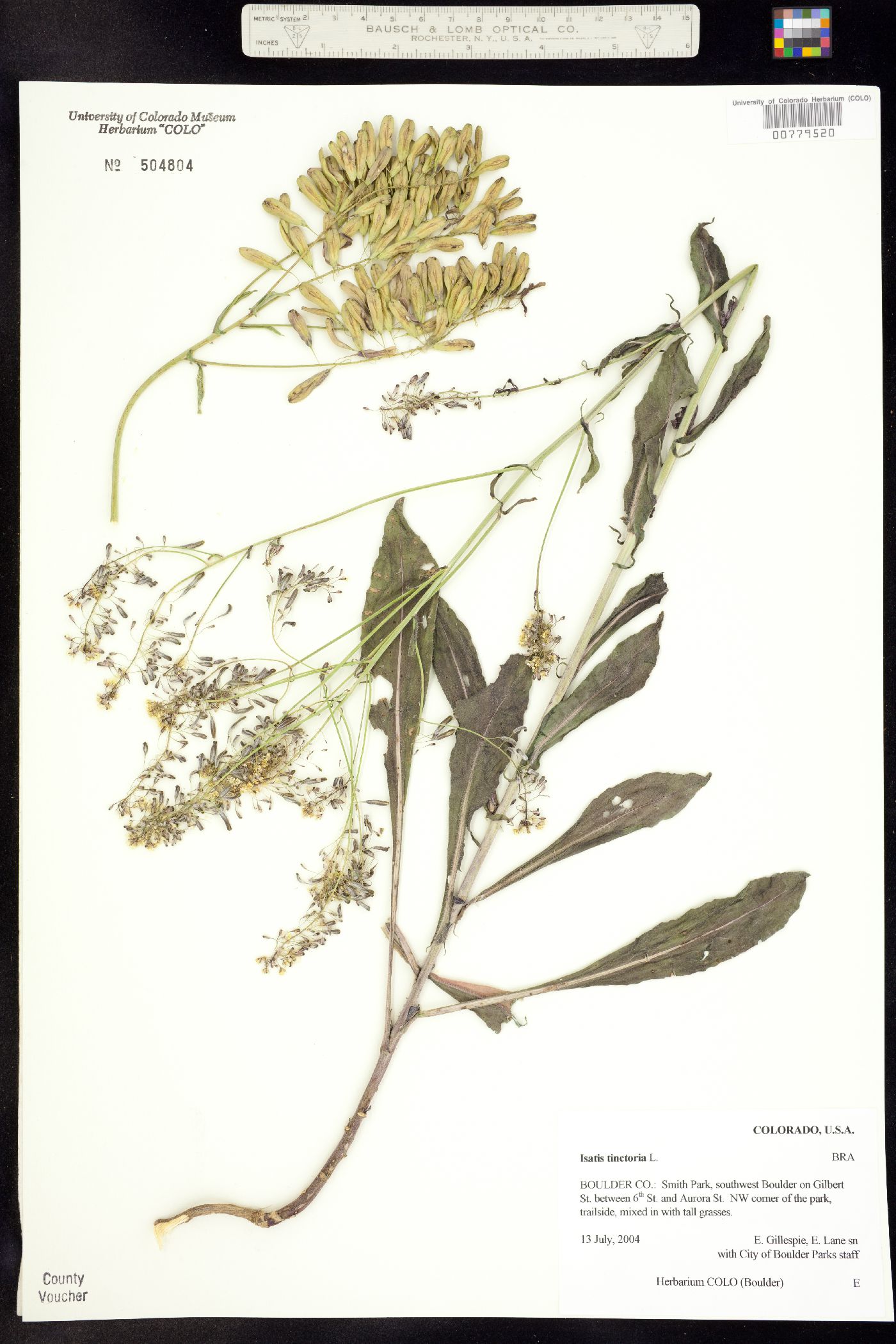 Isatis tinctoria image