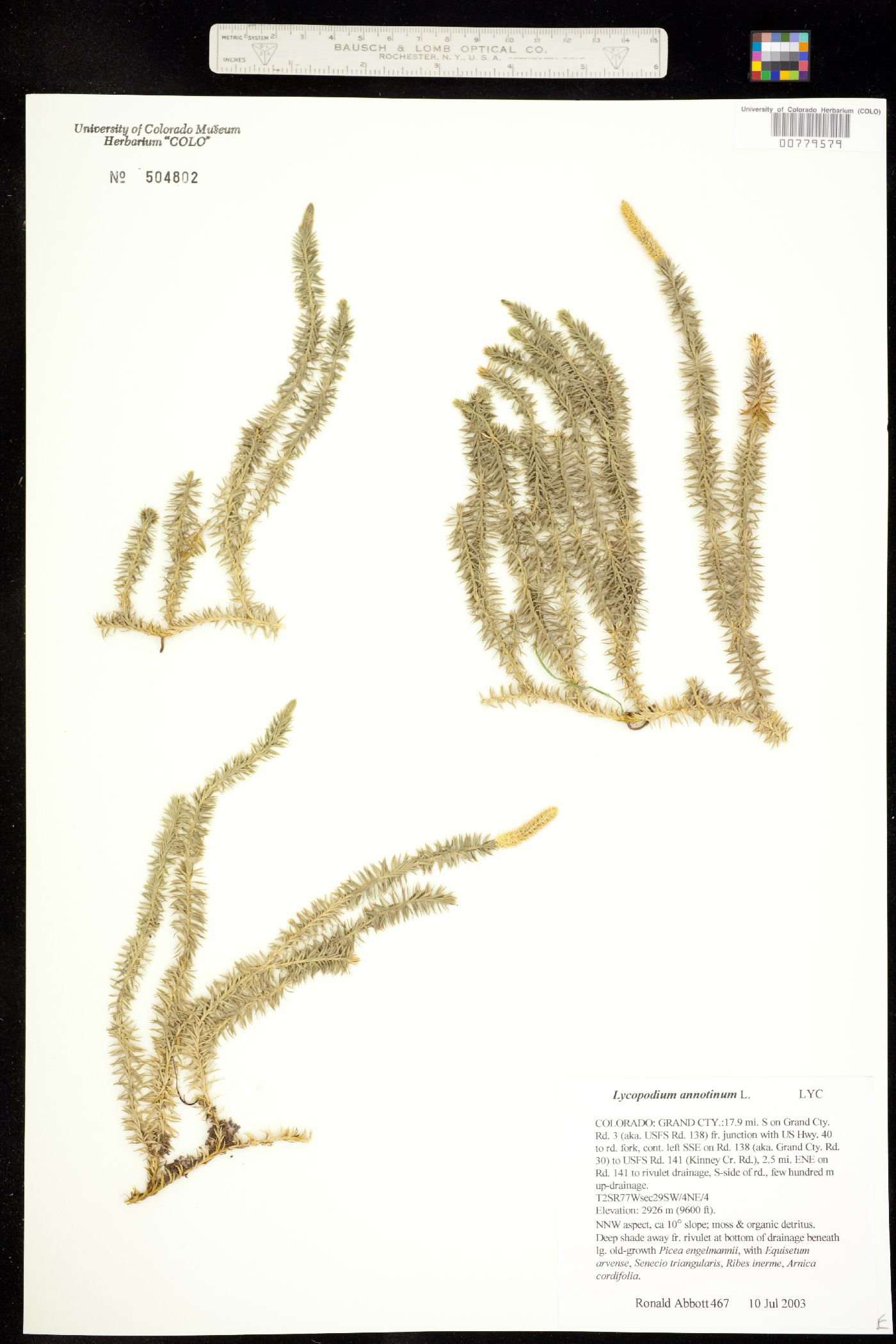 Lycopodium annotinum image