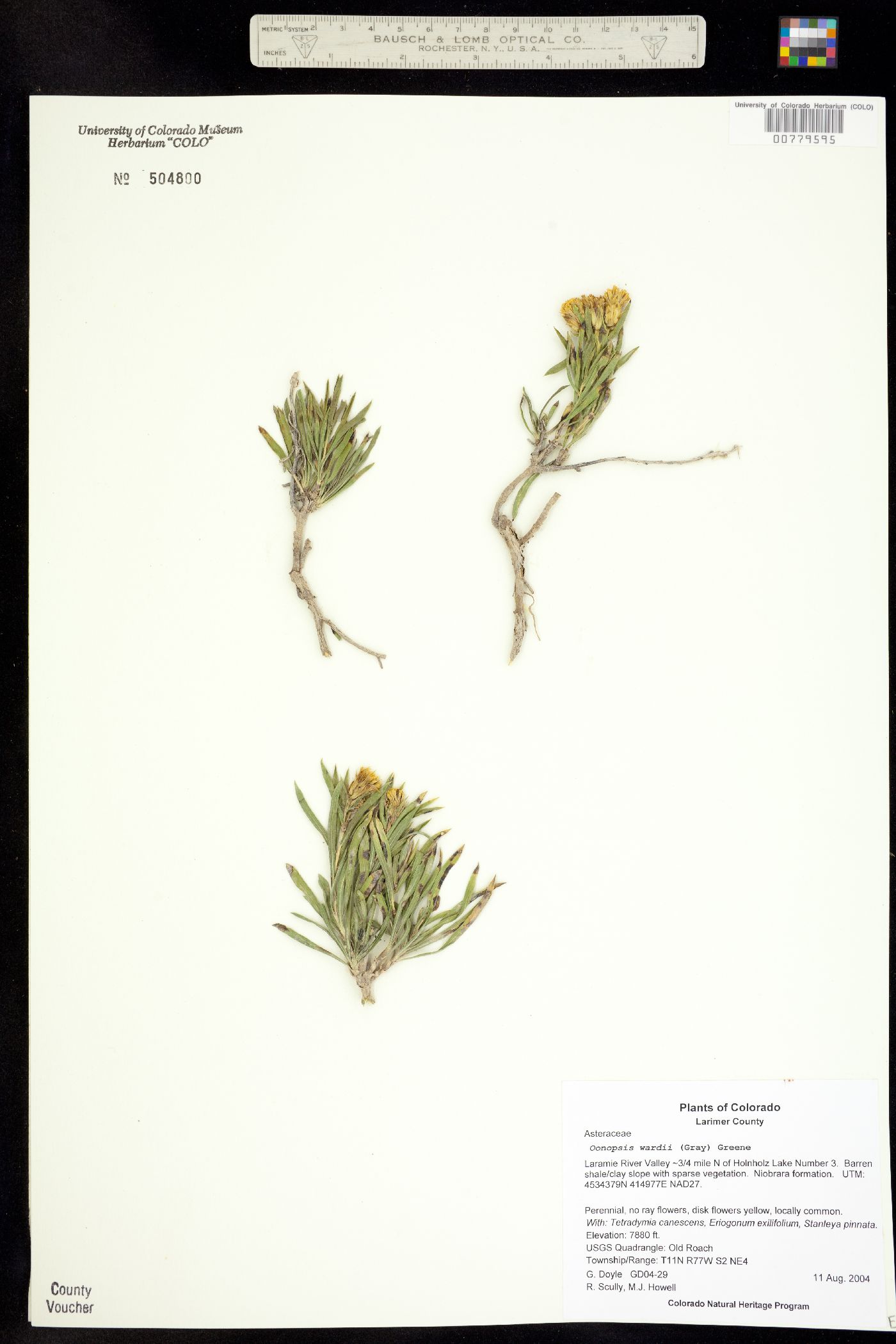 Oönopsis wardii image