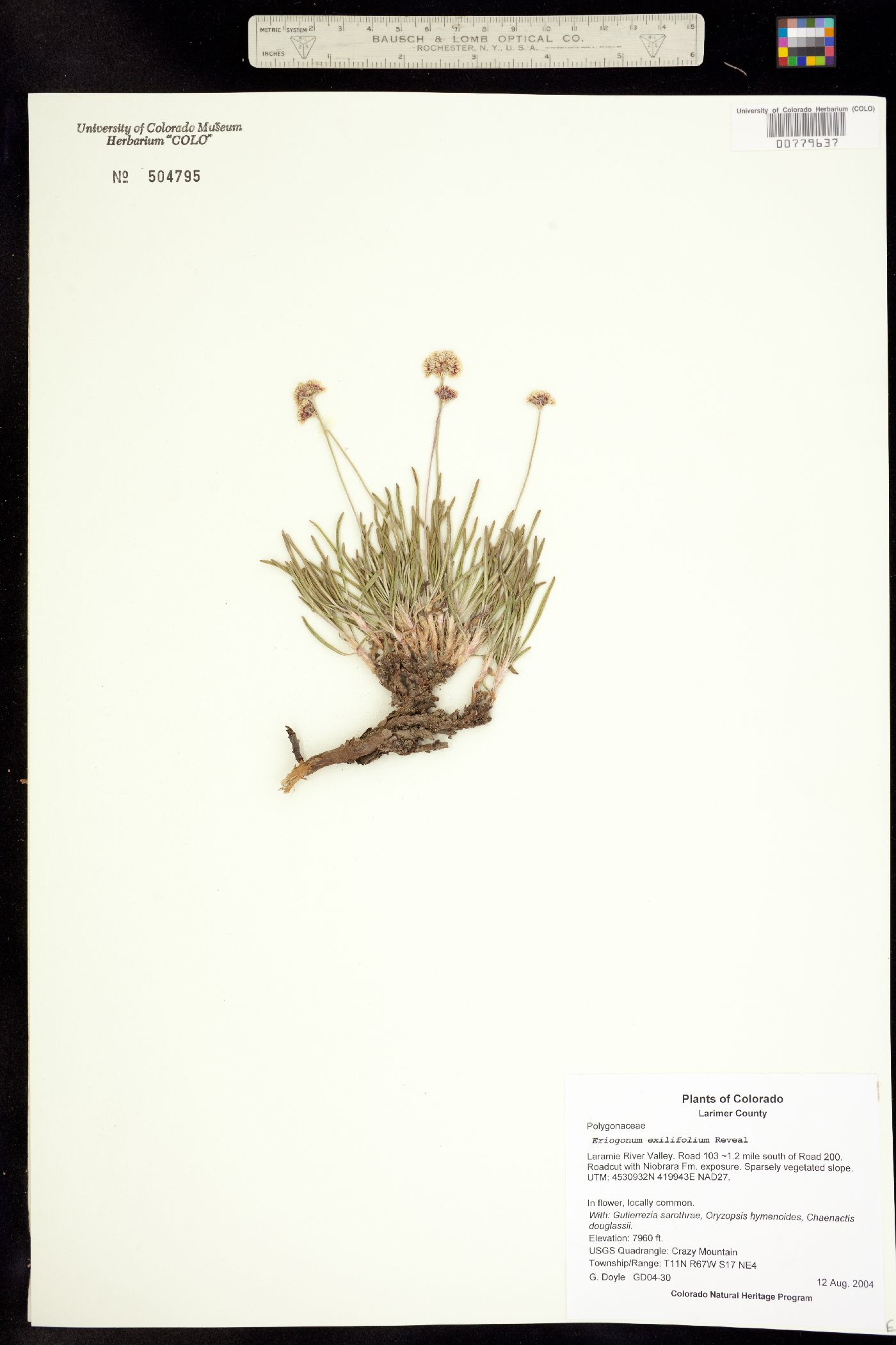 Eriogonum exilifolium image