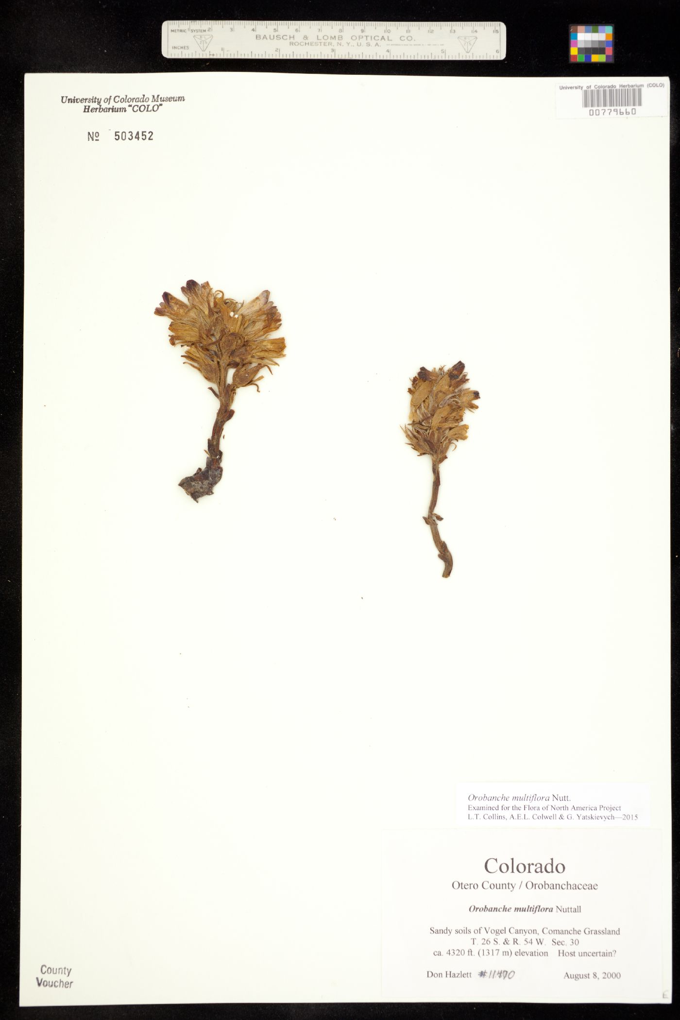 Orobanche ludoviciana ssp. multiflora image