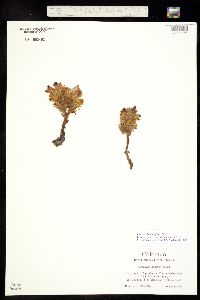 Orobanche ludoviciana subsp. multiflora image