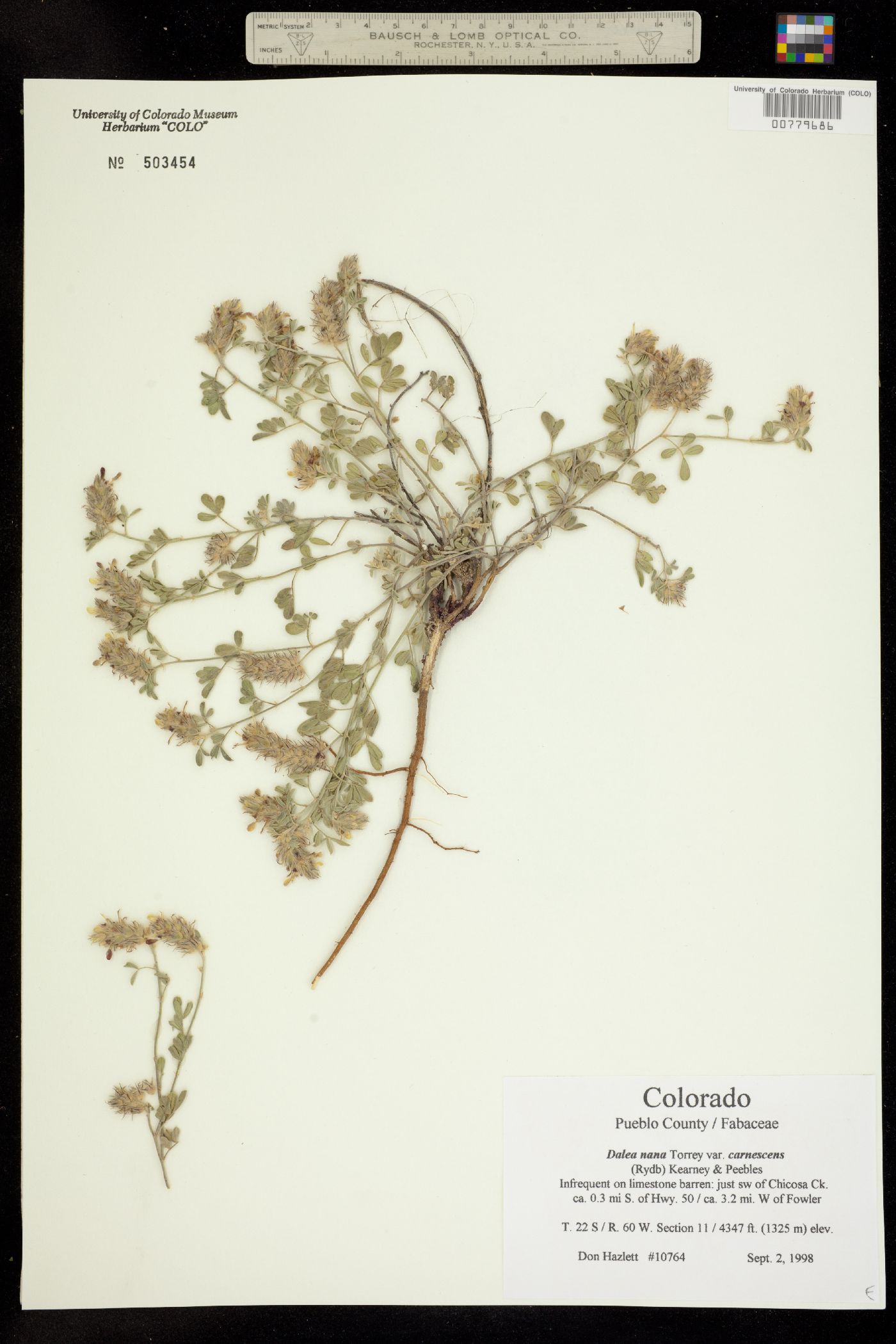 Dalea nana var. nana image