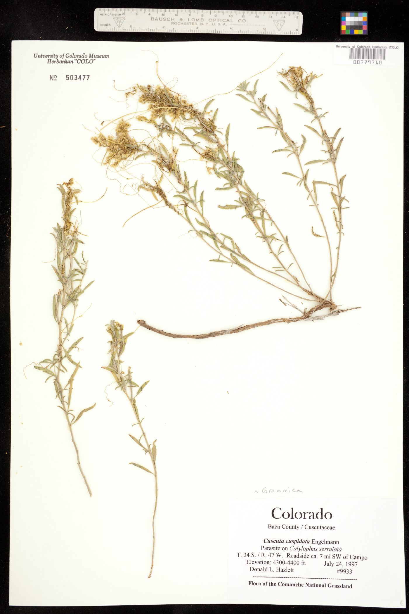 Cuscuta cuspidata image