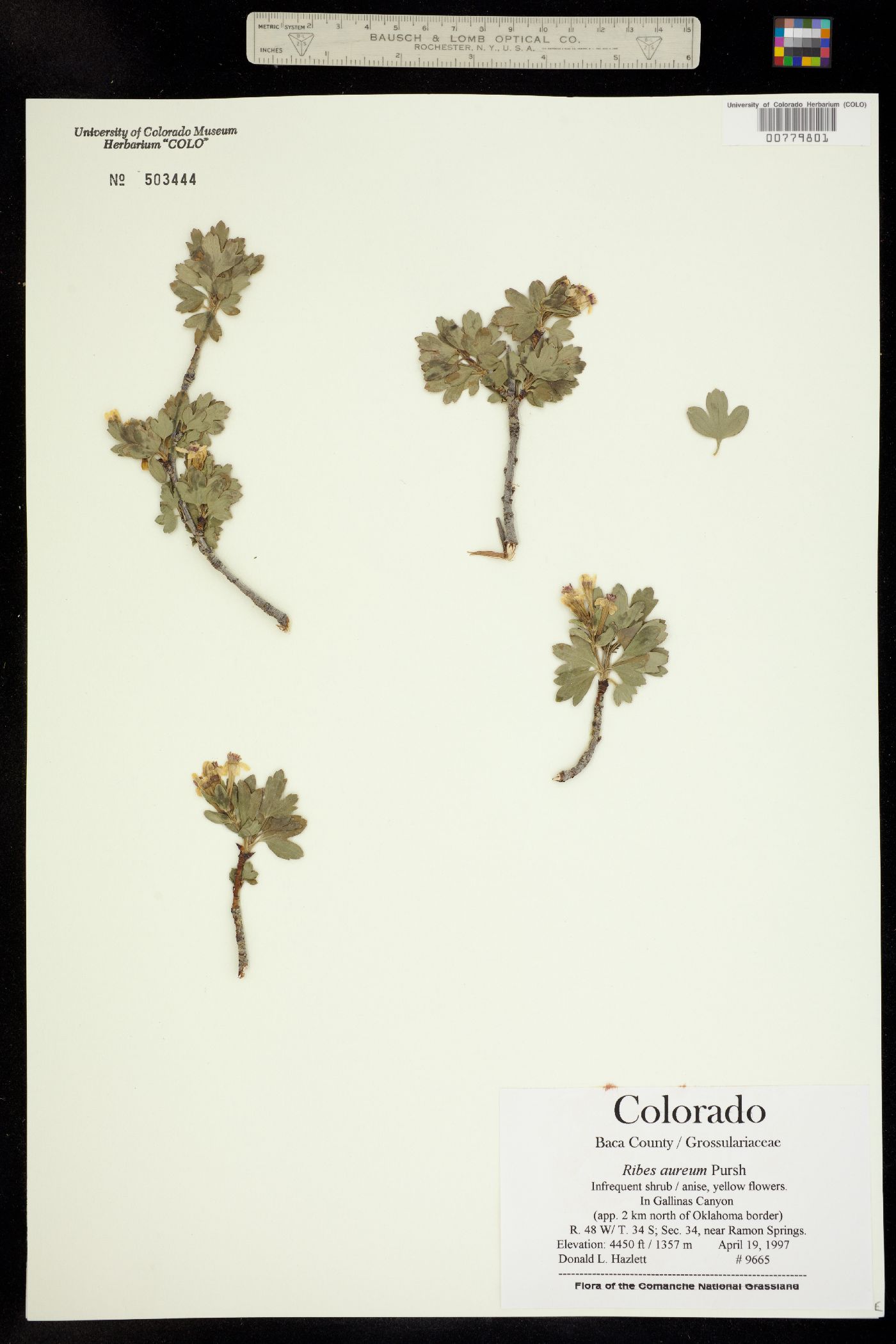 Ribes image