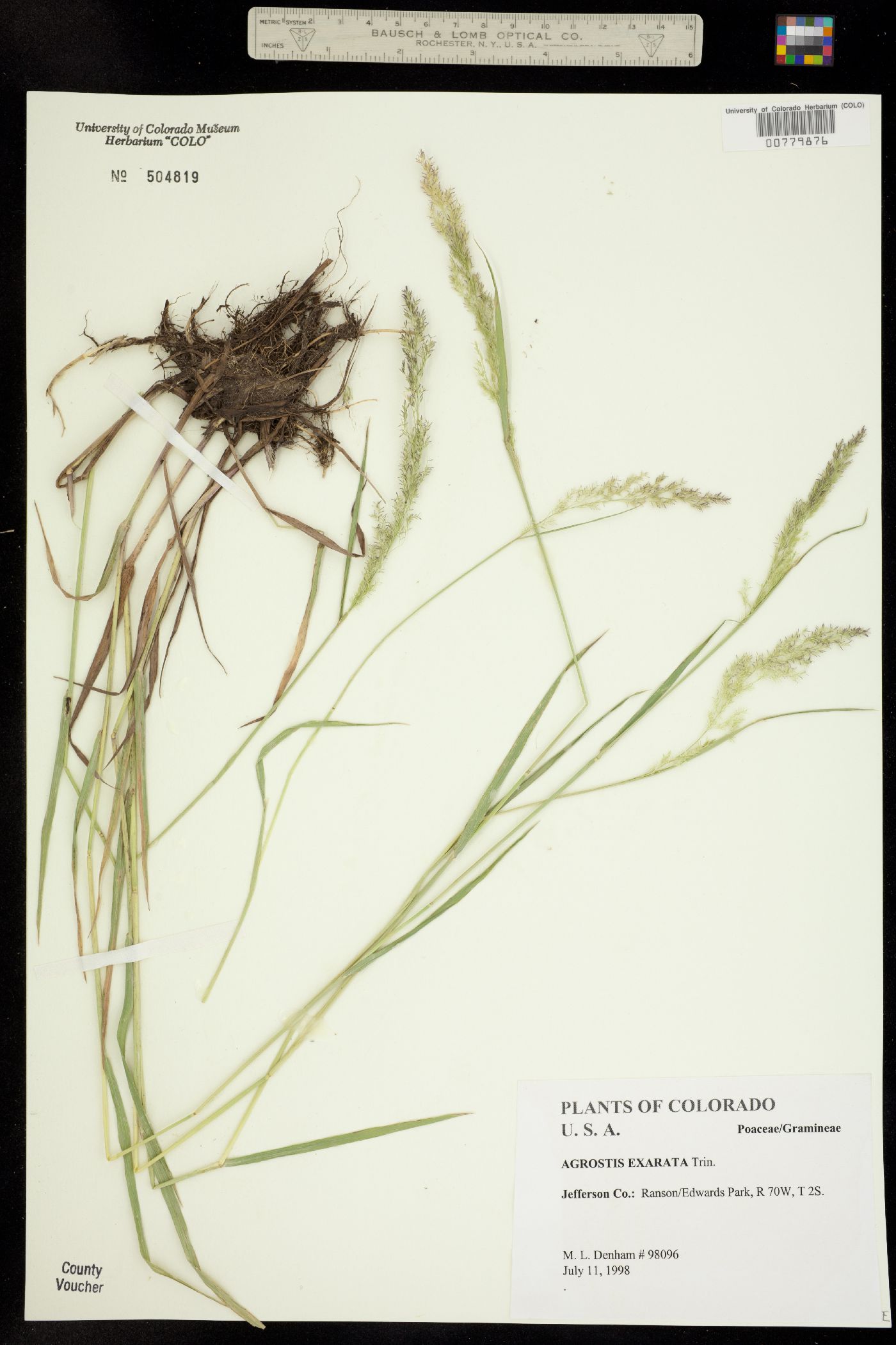 Agrostis exarata image