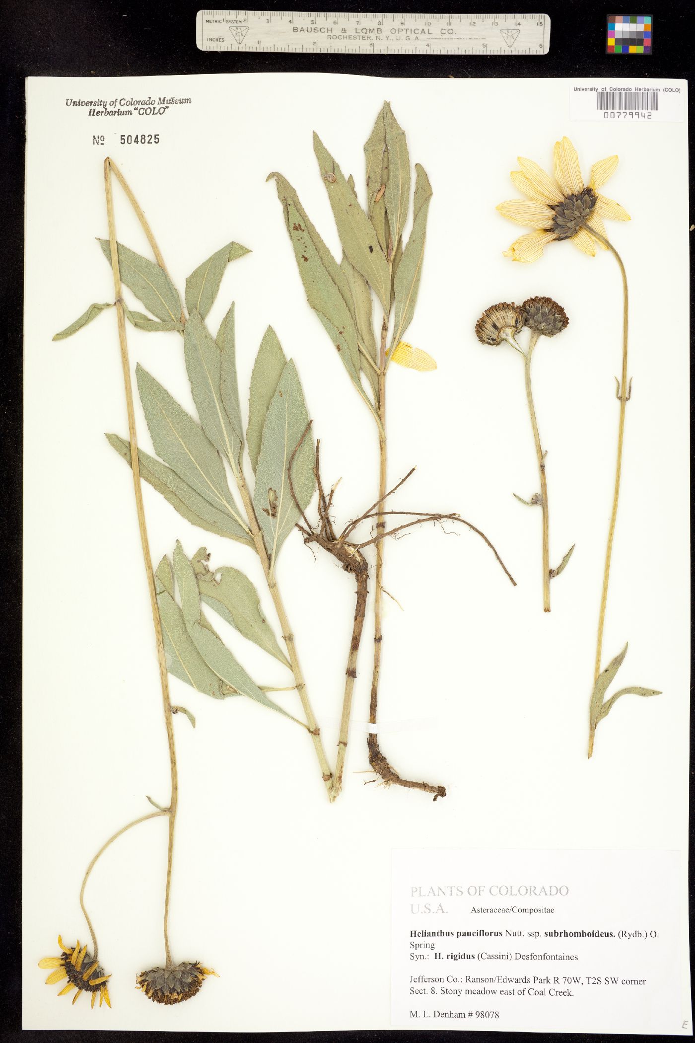 Helianthus rigidus ssp. subrhomboideus image