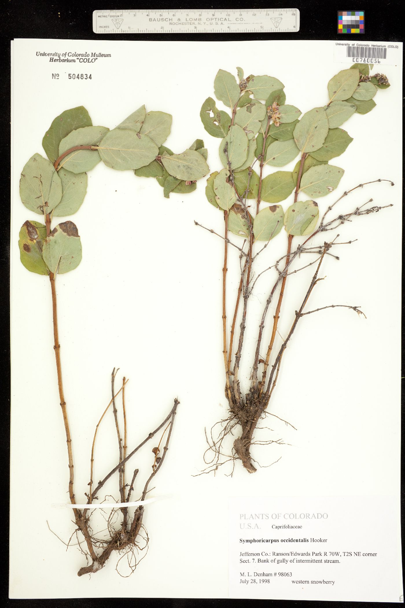 Symphoricarpos occidentalis image