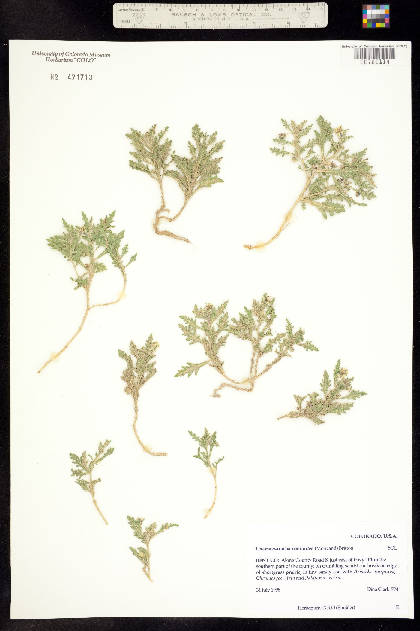 Chamaesaracha conioides image