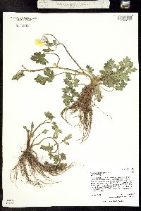 Image of Ranunculus bulbosus