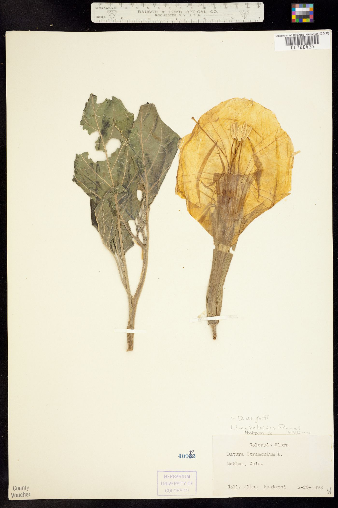 Datura wrightii image