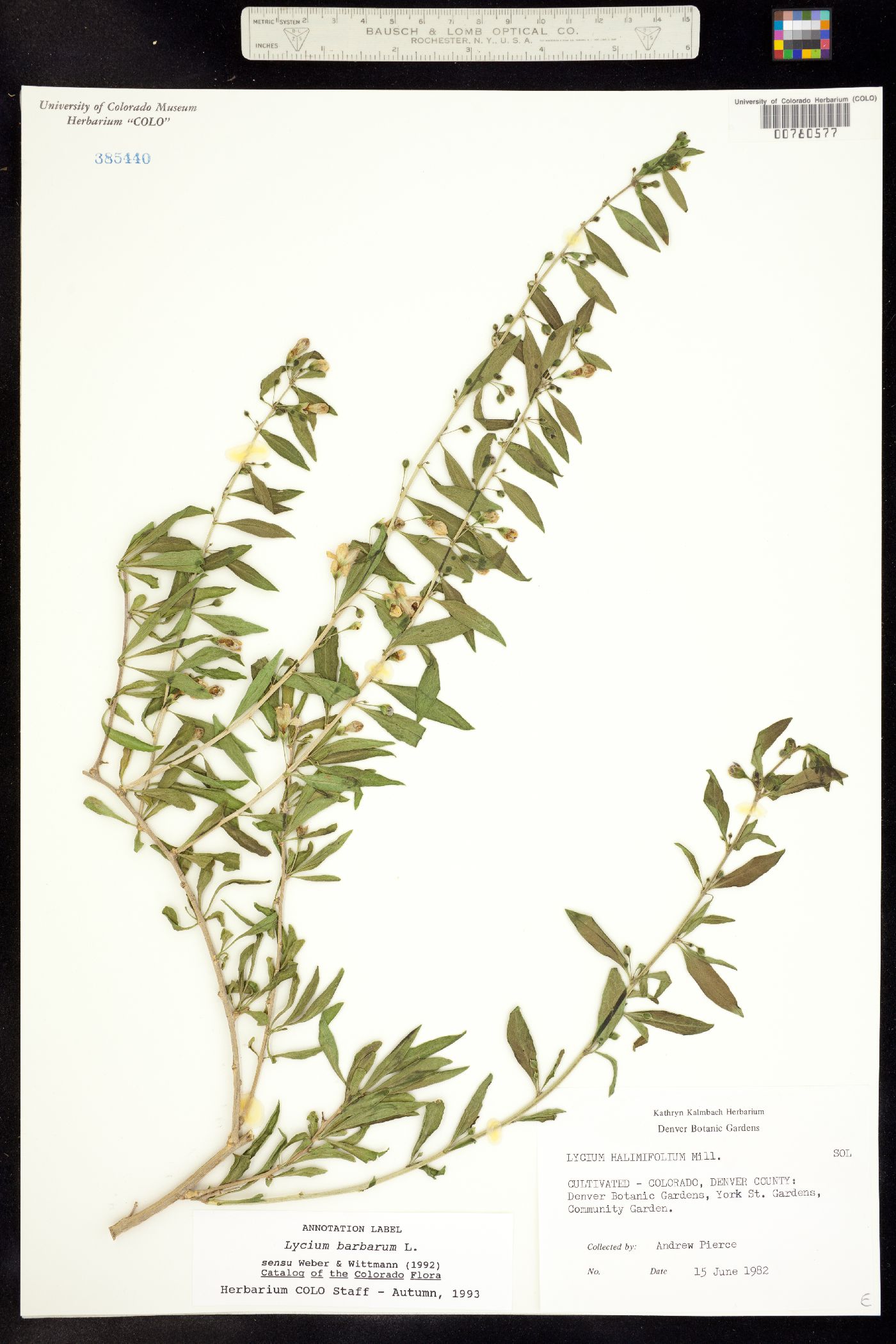 Lycium barbarum image