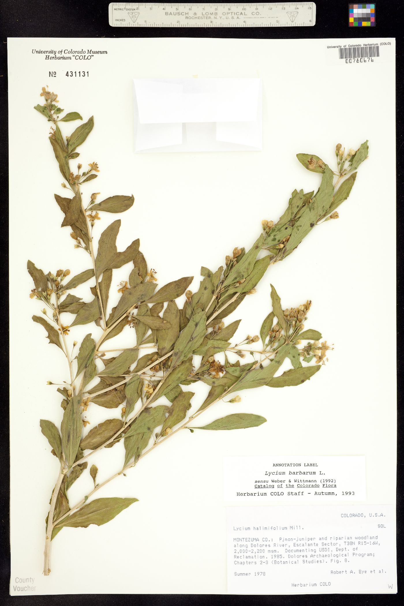 Lycium barbarum image