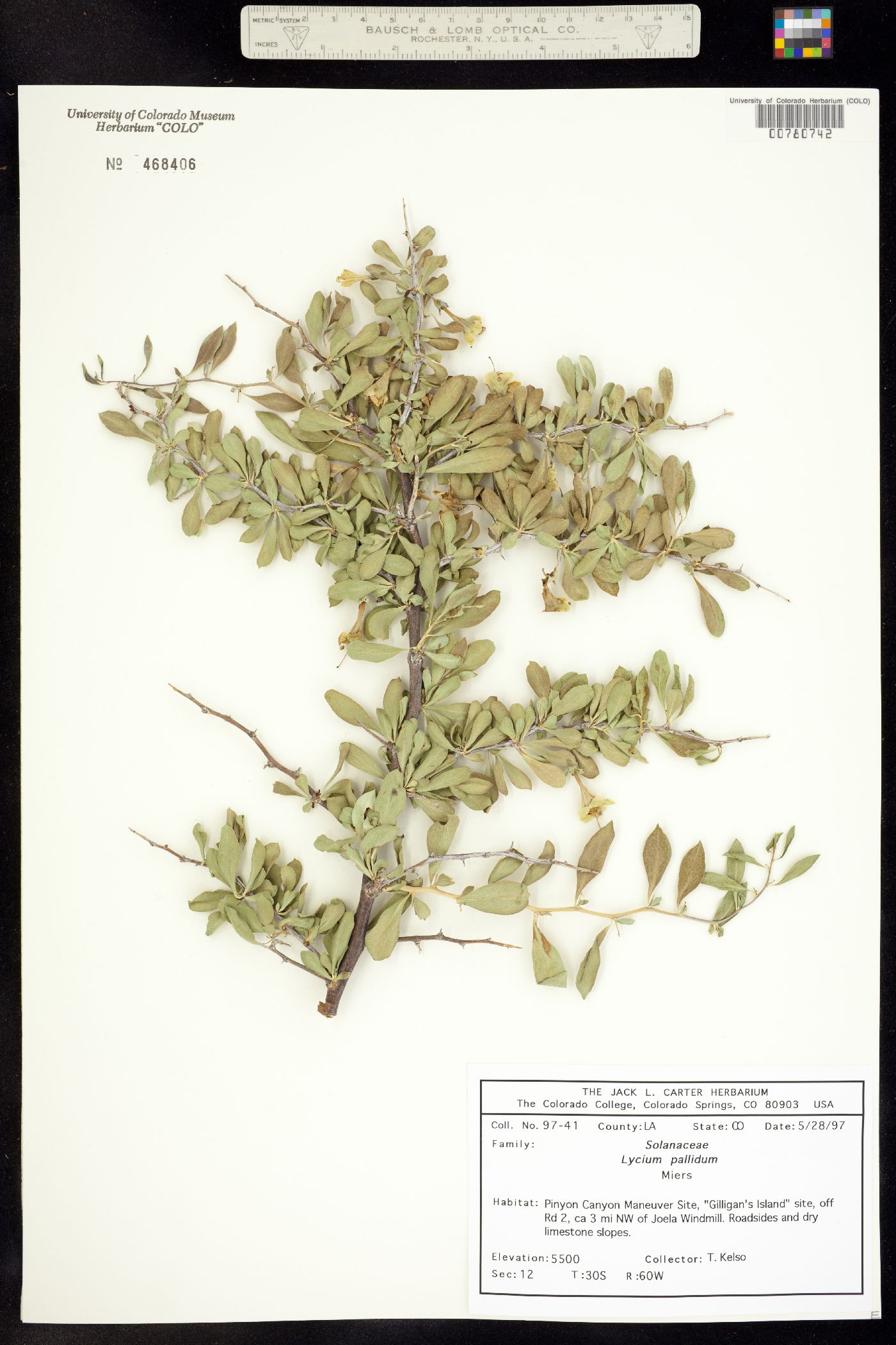 Lycium pallidum image