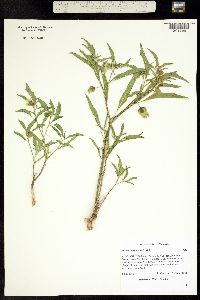 Physalis longifolia image