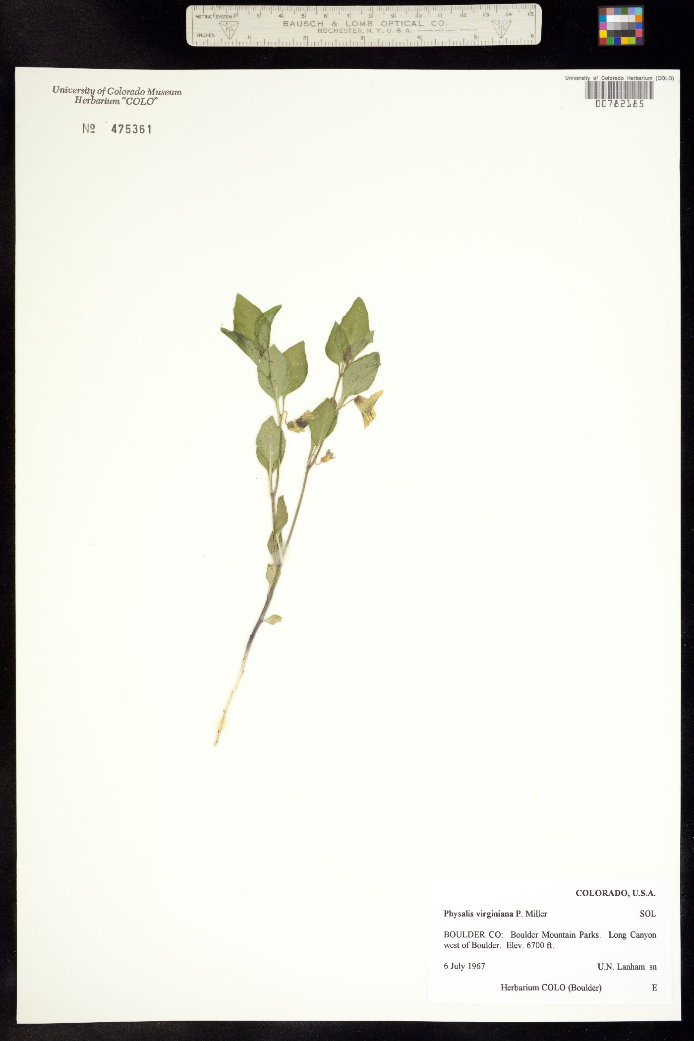 Physalis virginiana image
