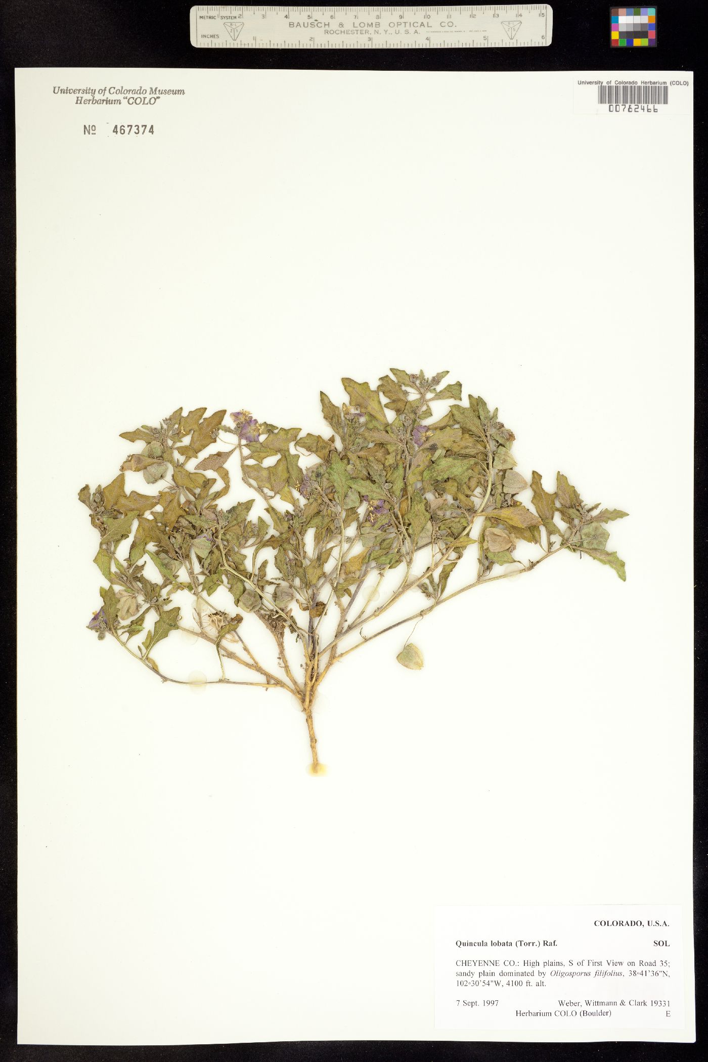 Quincula lobata image
