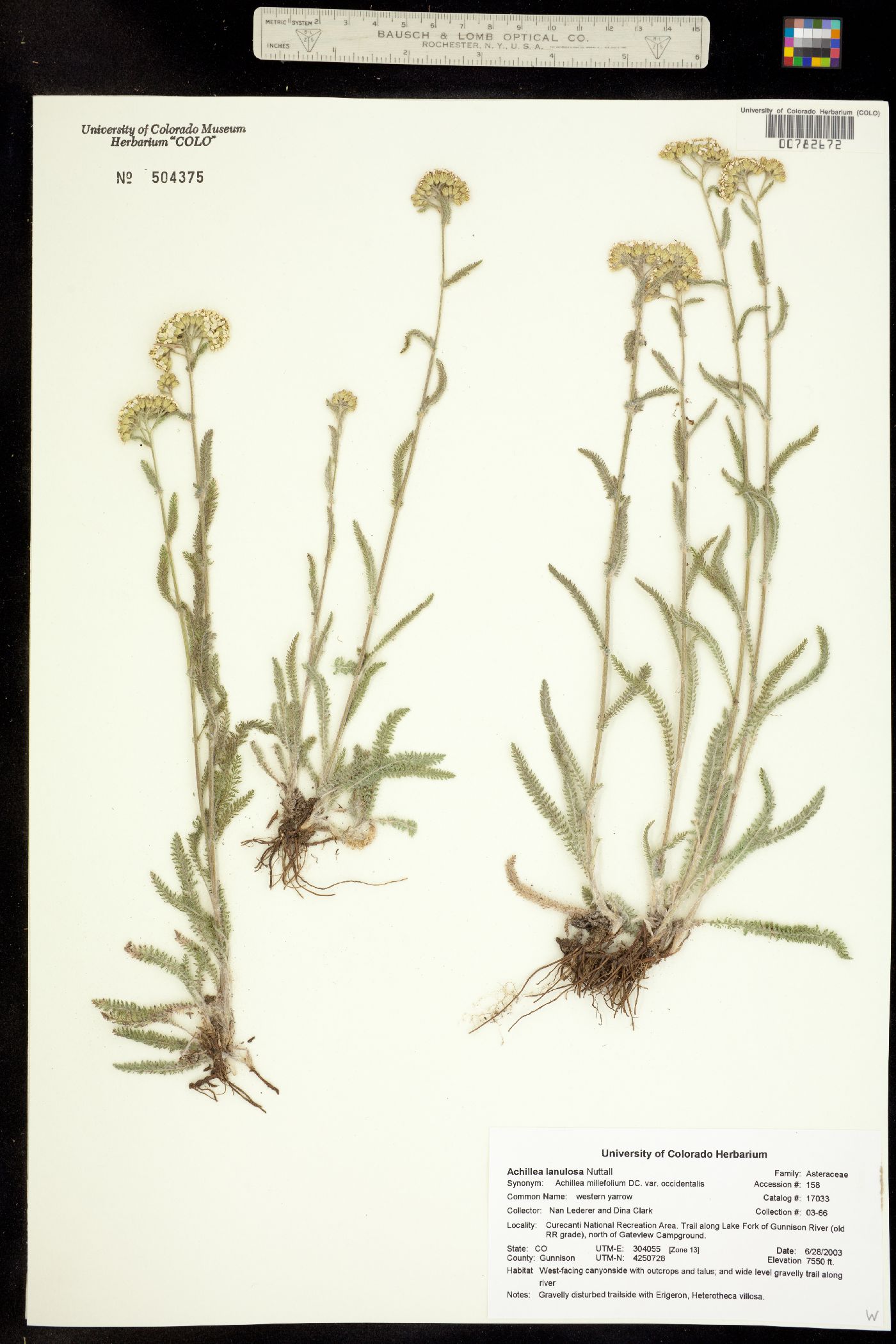 Achillea millefolium image