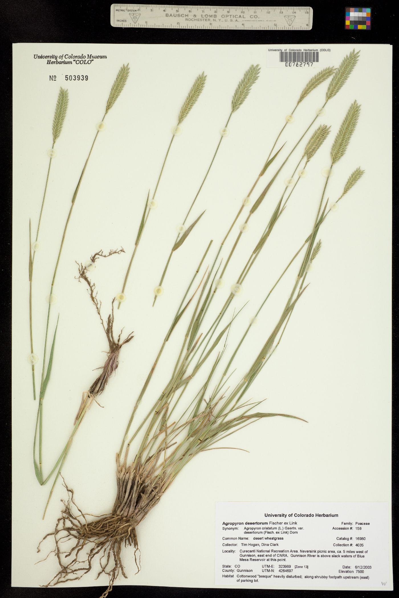 Agropyron desertorum image