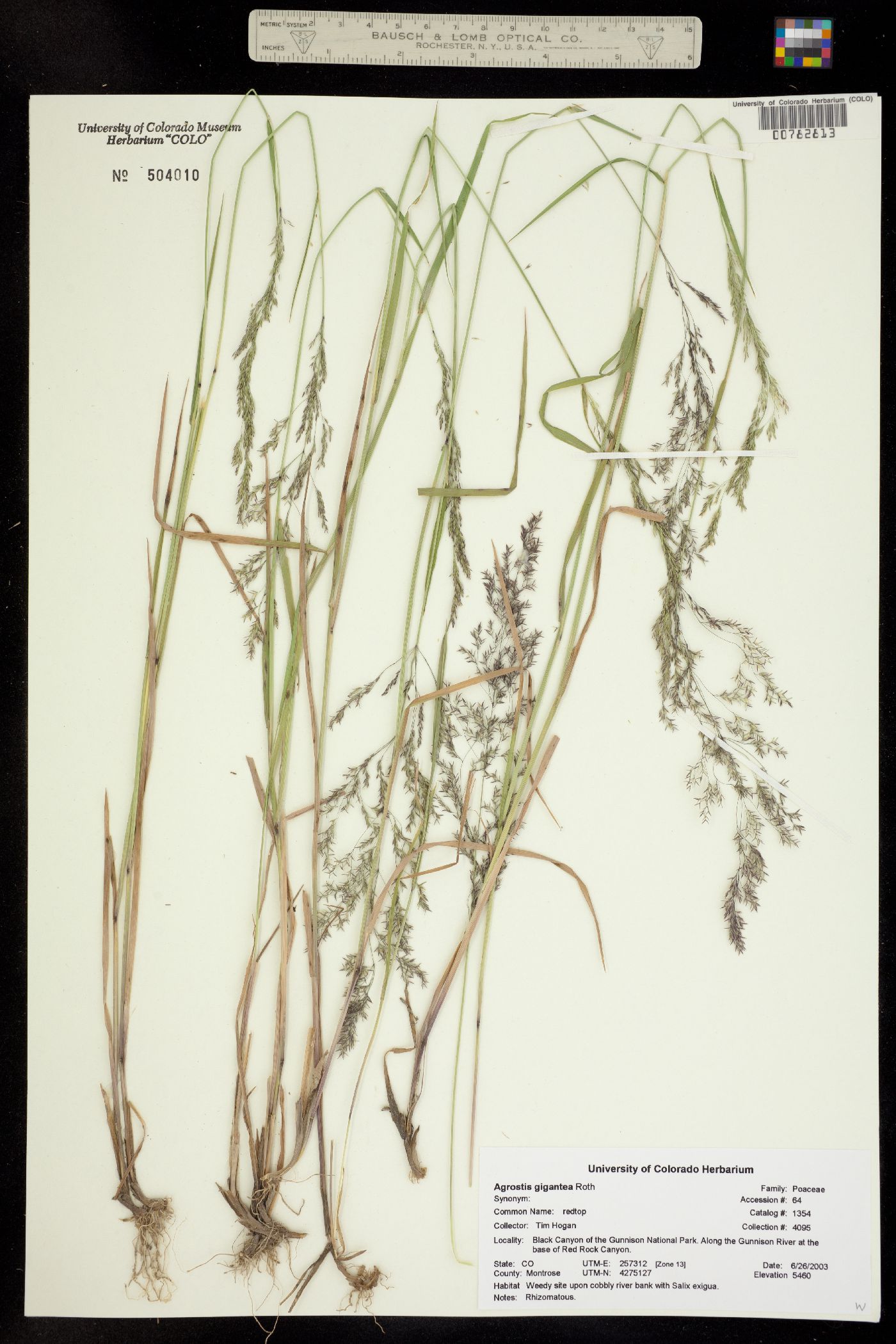 Agrostis gigantea image