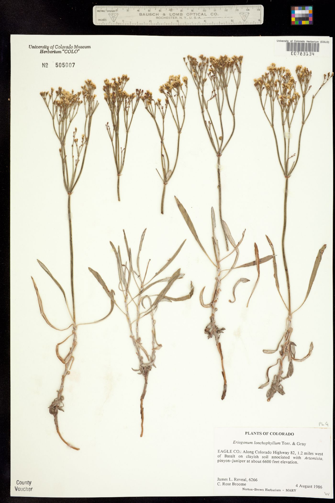 Eriogonum lonchophyllum image