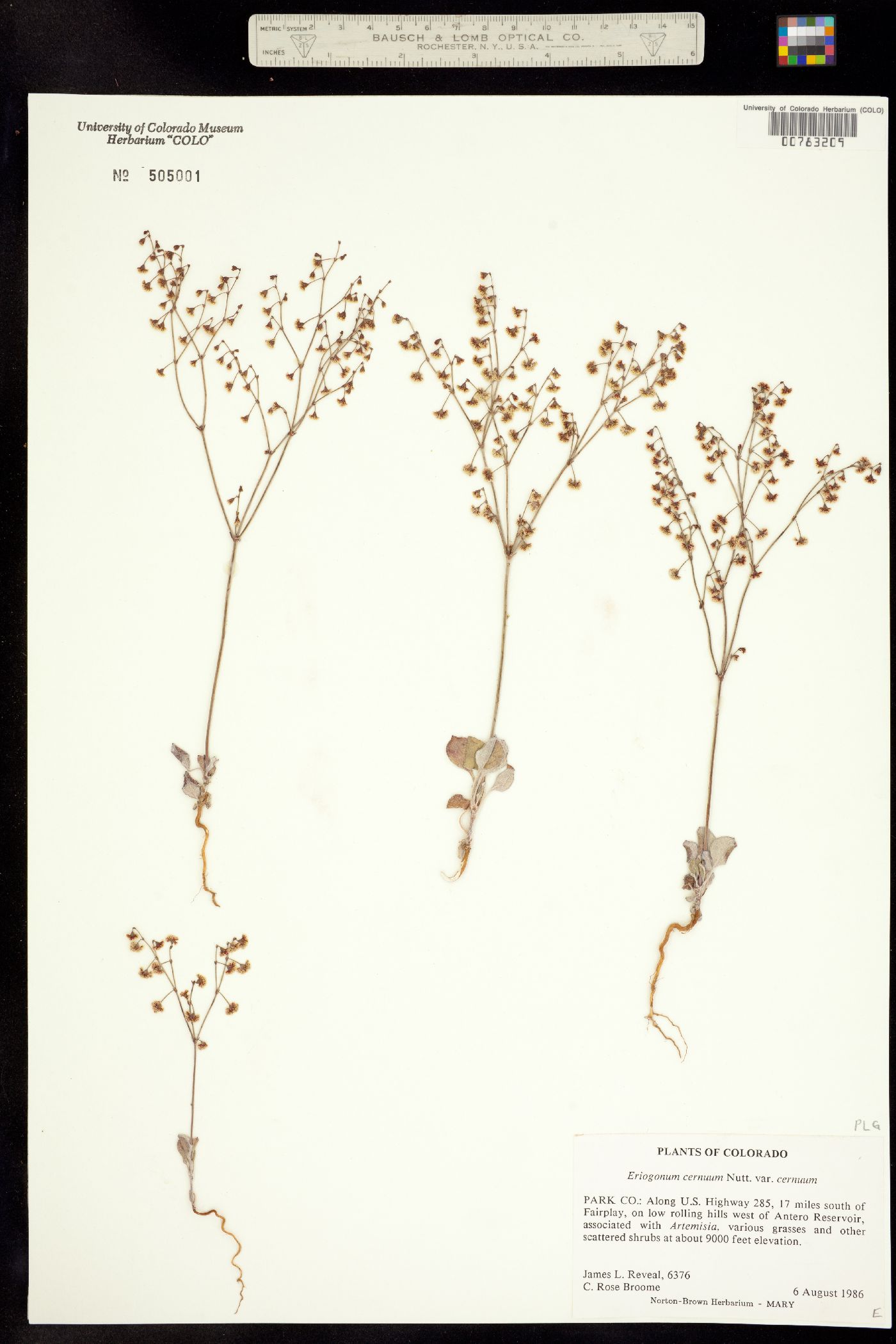 Eriogonum cernuum image