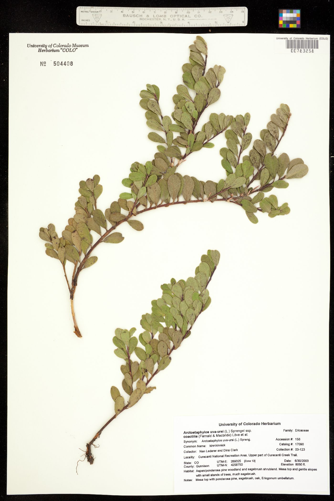 Arctostaphylos uva-ursi image