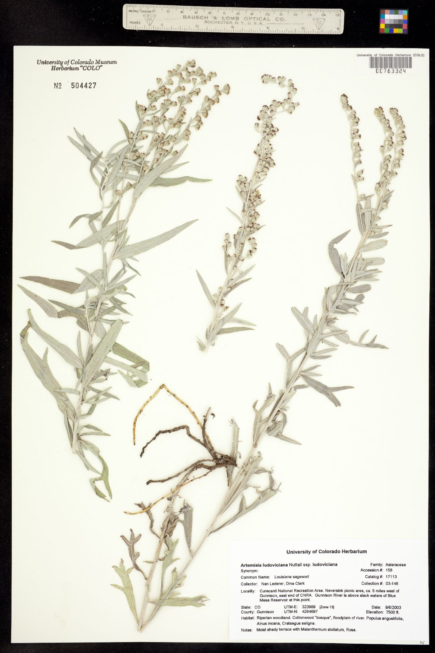 Artemisia ludoviciana ssp. ludoviciana image