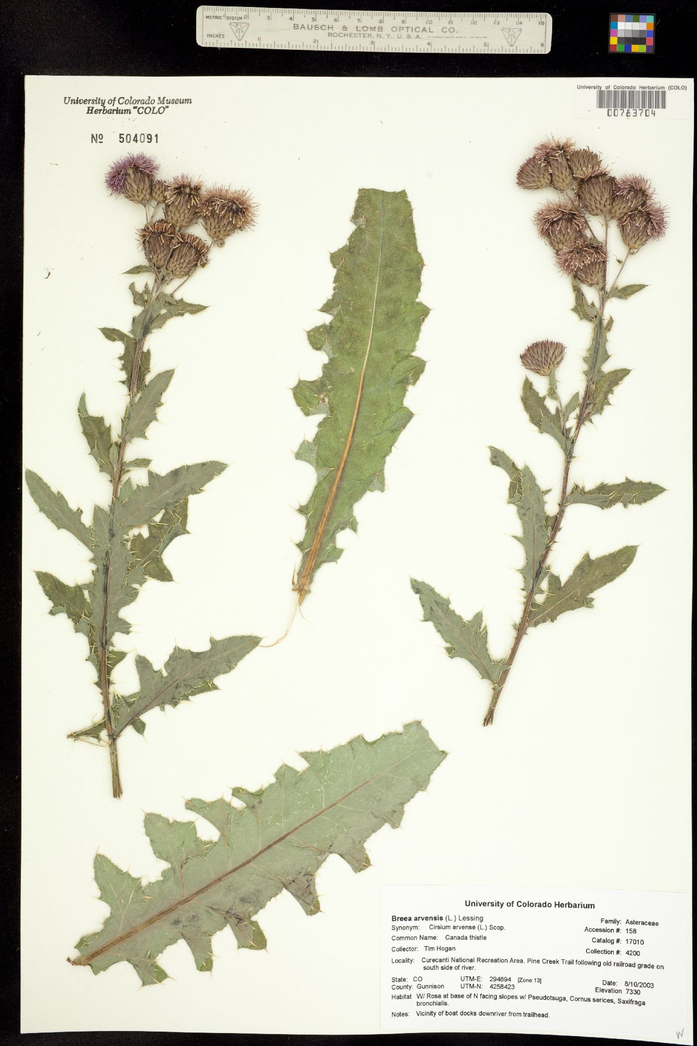 Cirsium arvense image