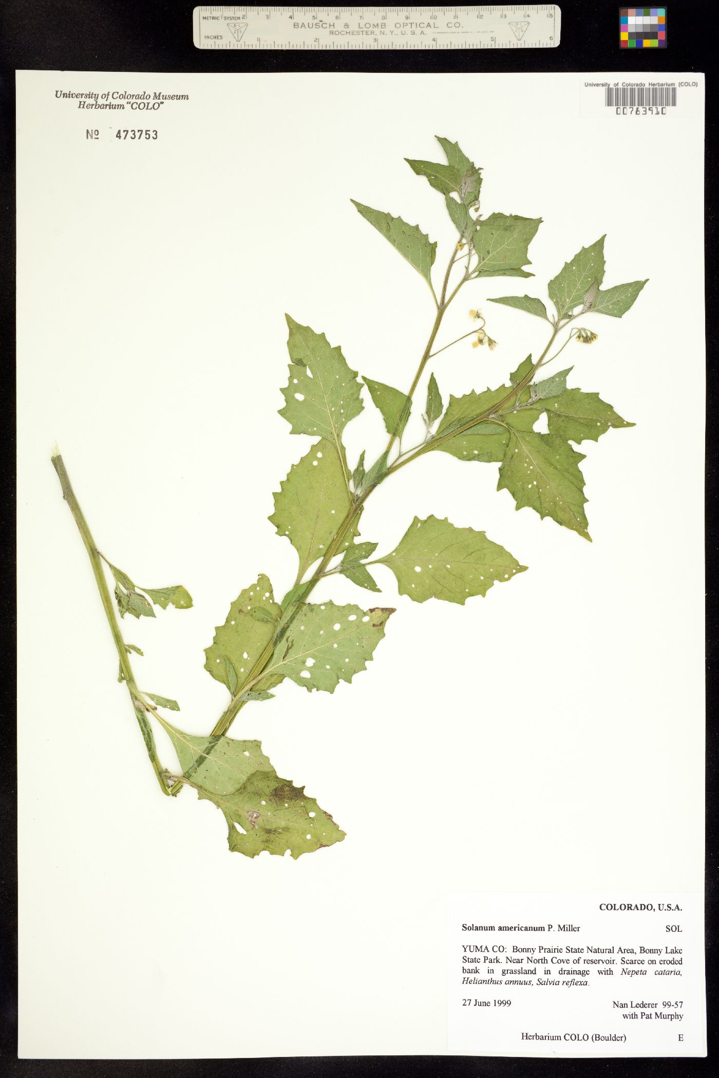 Solanum americanum image