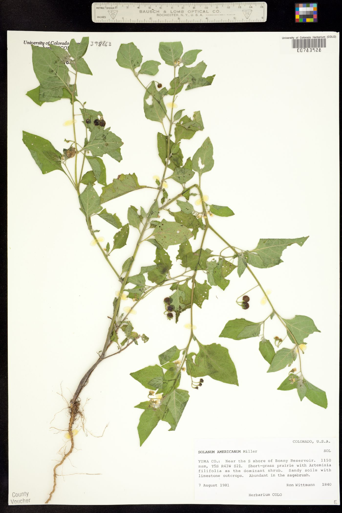 Solanum americanum image