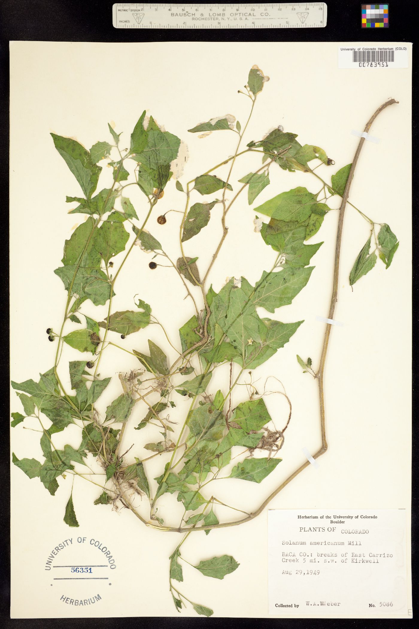 Solanum americanum image