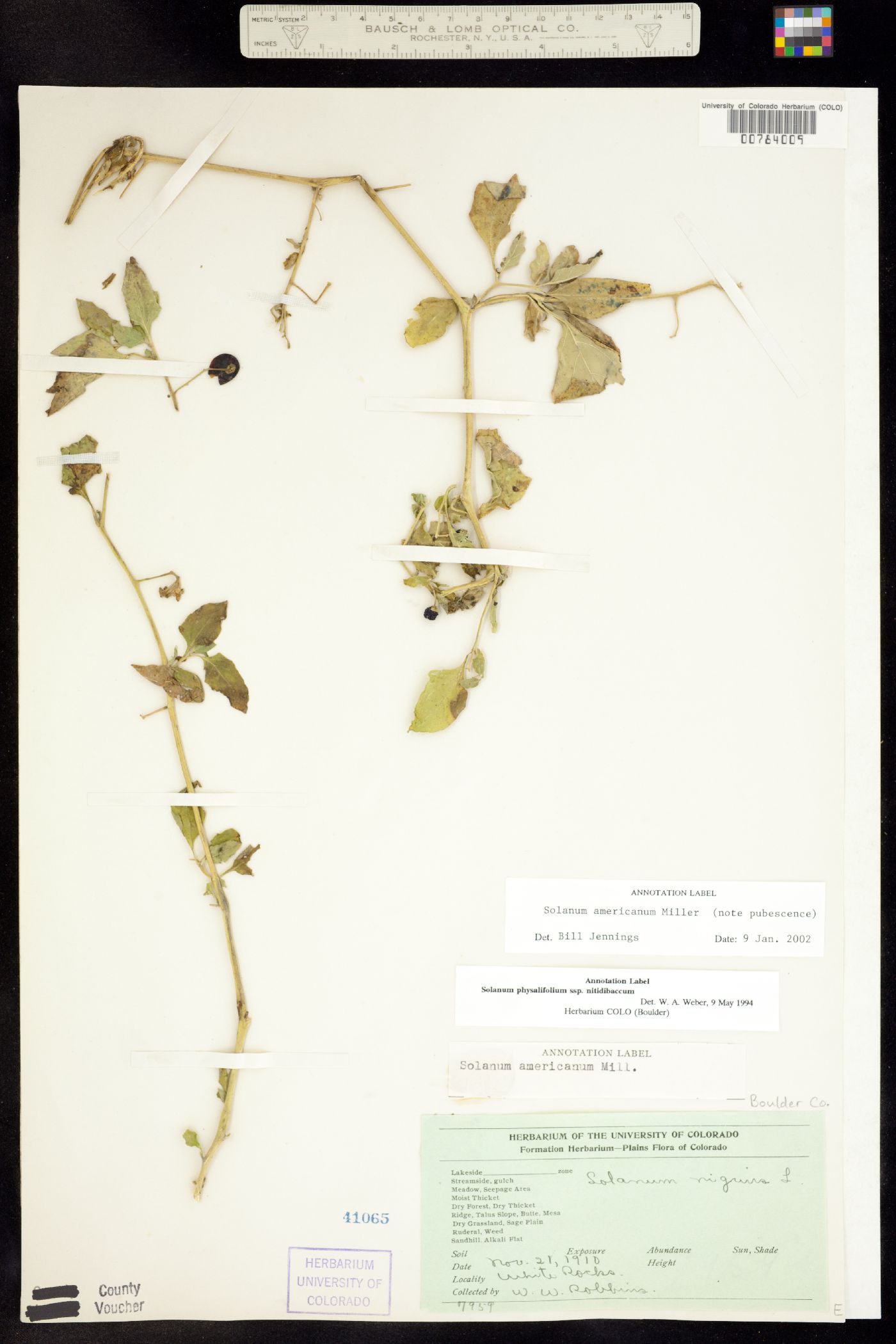 Solanum americanum image