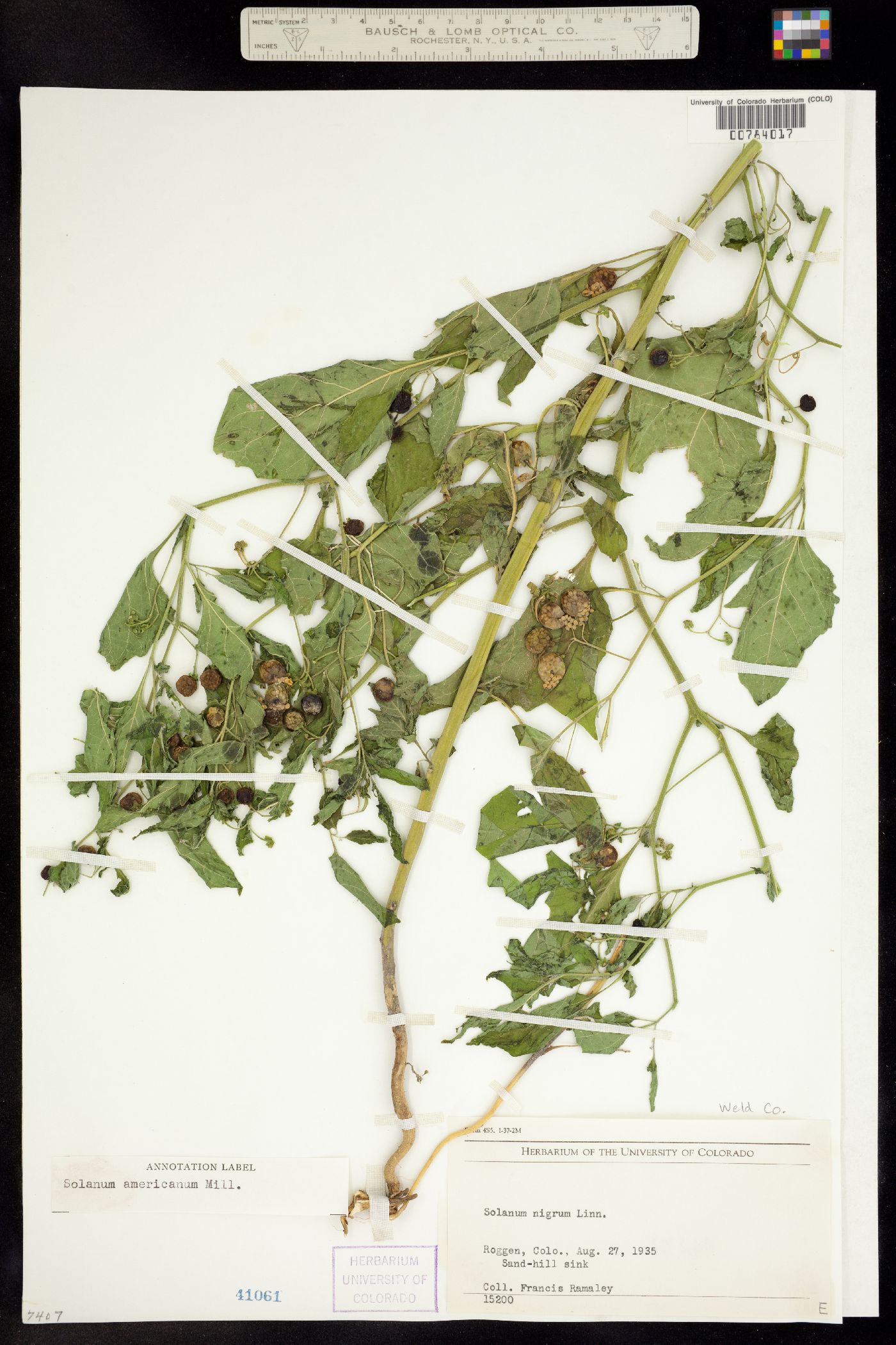 Solanum americanum image