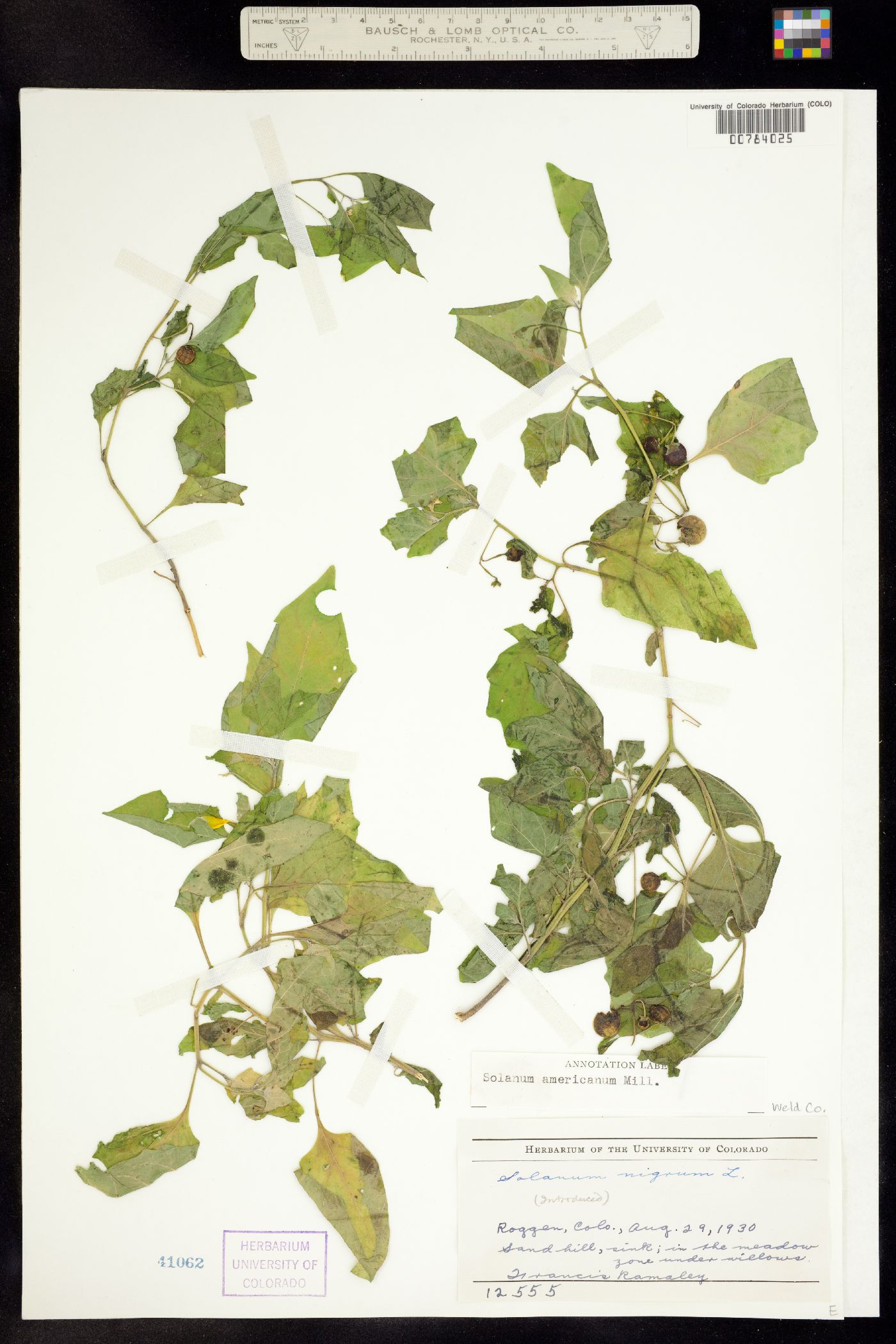 Solanum americanum image