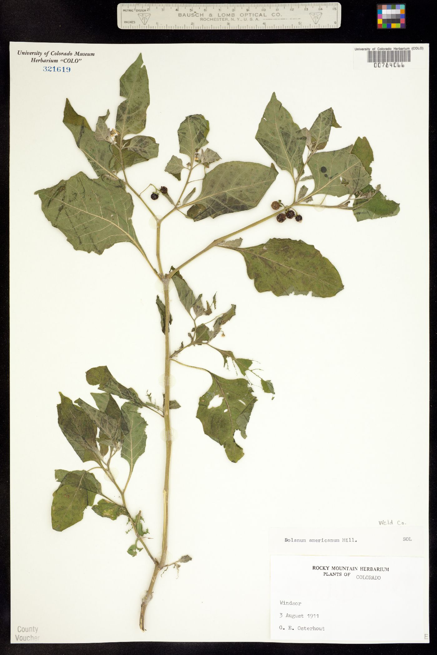 Solanum americanum image