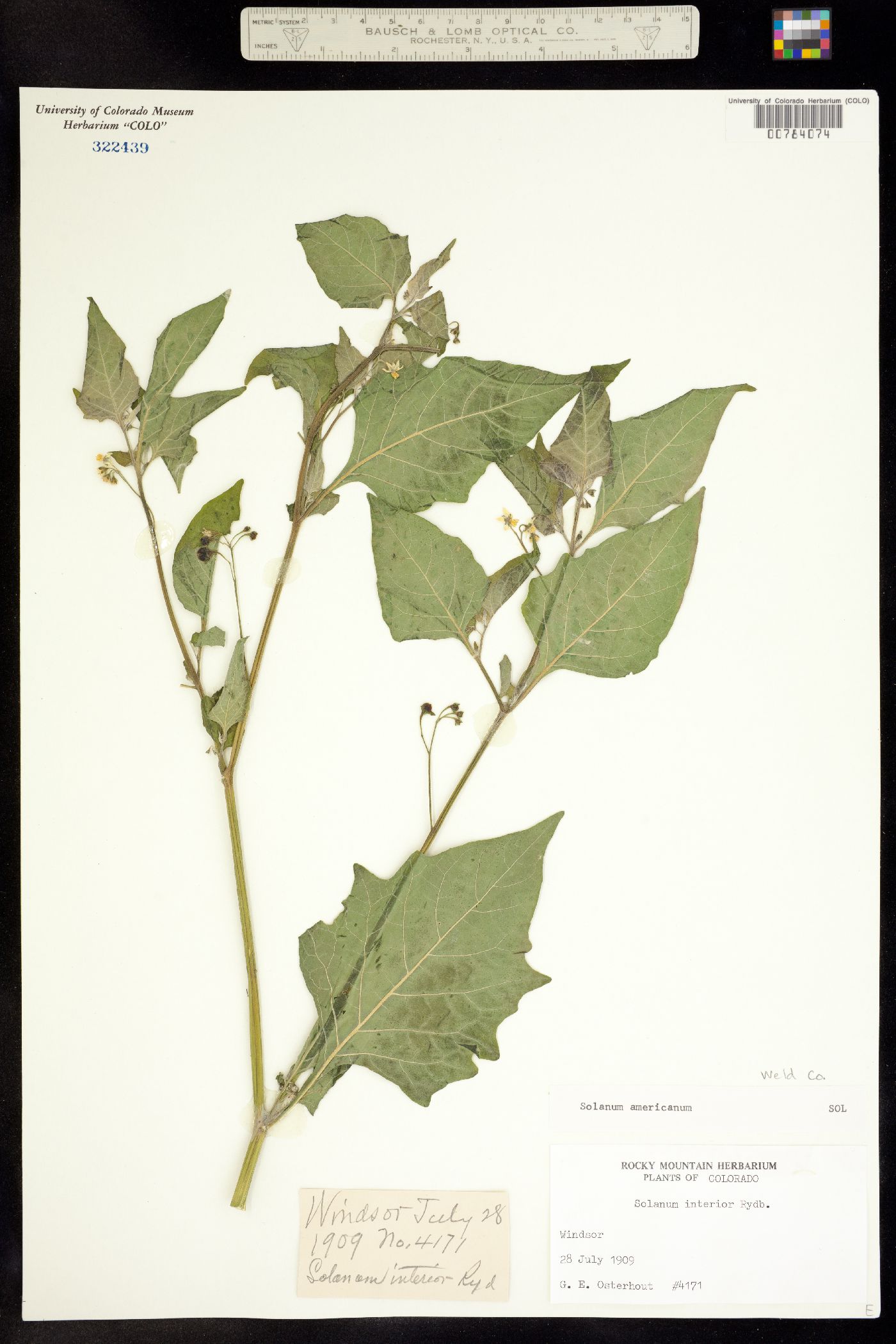 Solanum americanum image