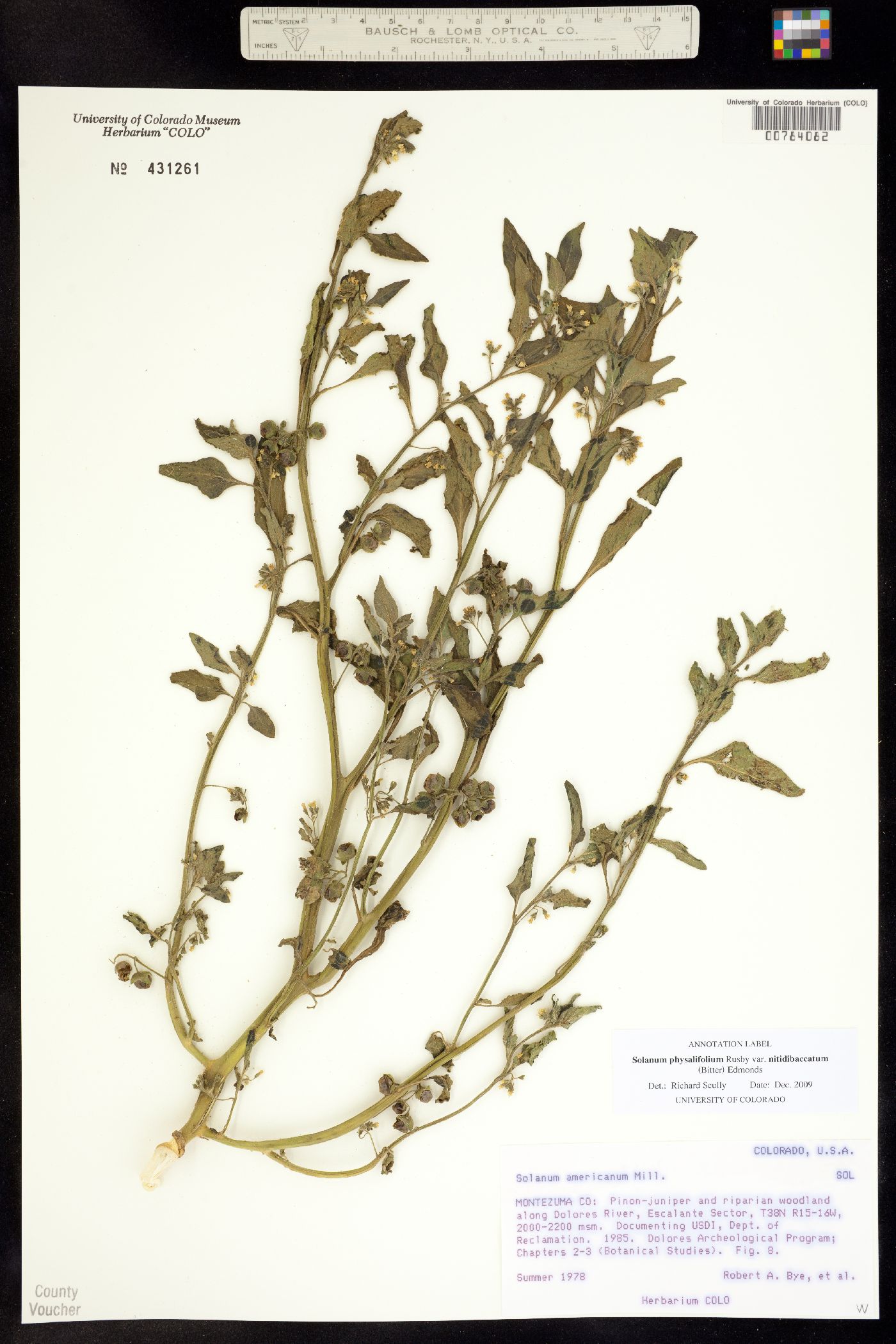 Solanum physalifolium image