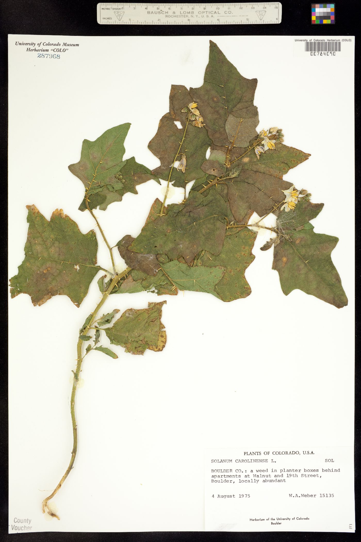 Solanum carolinense image