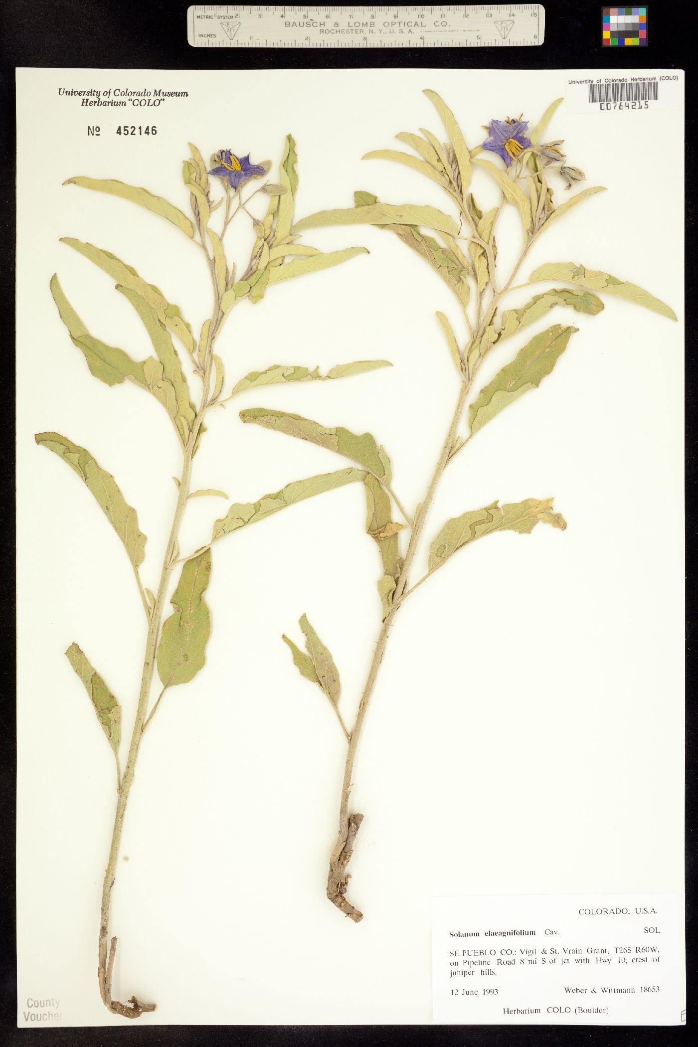 Solanum elaeagnifolium image