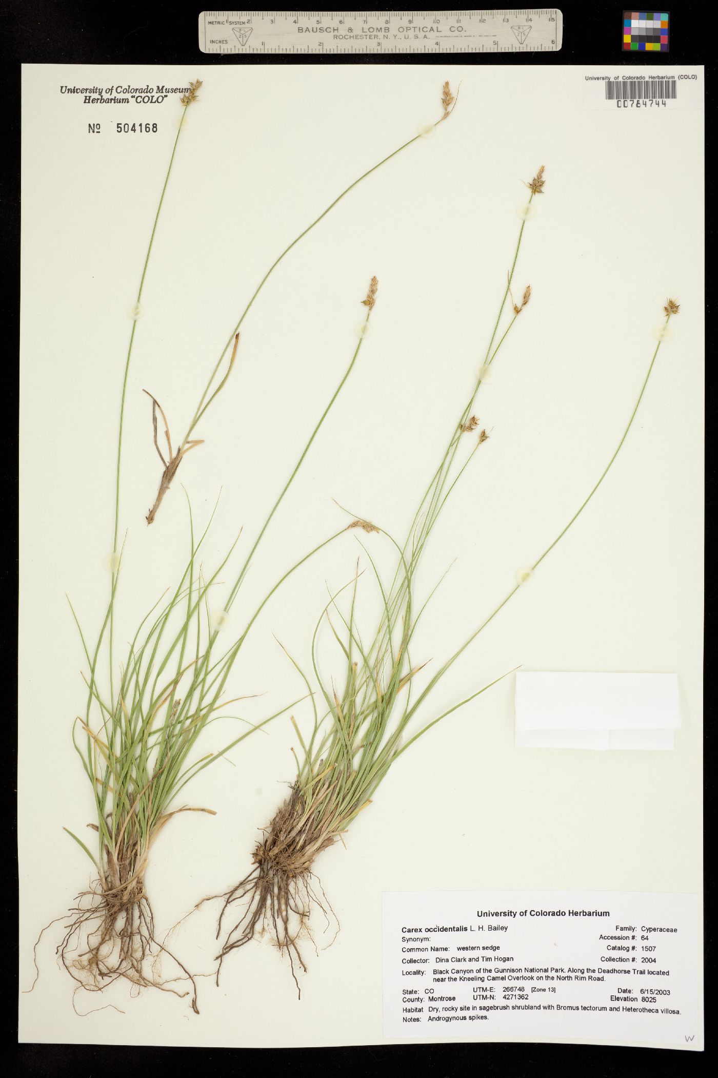 Carex occidentalis image