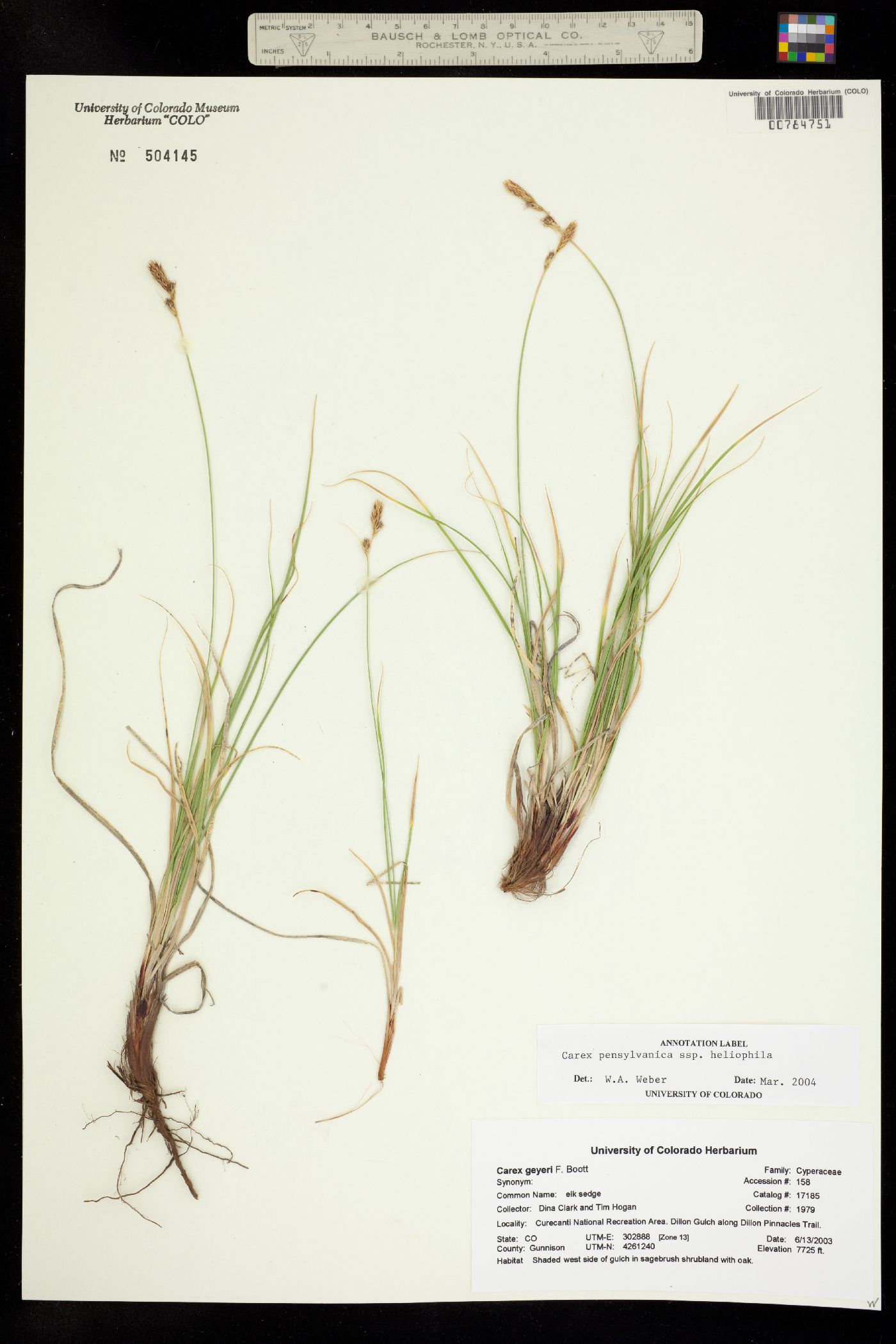 Carex pensylvanica image